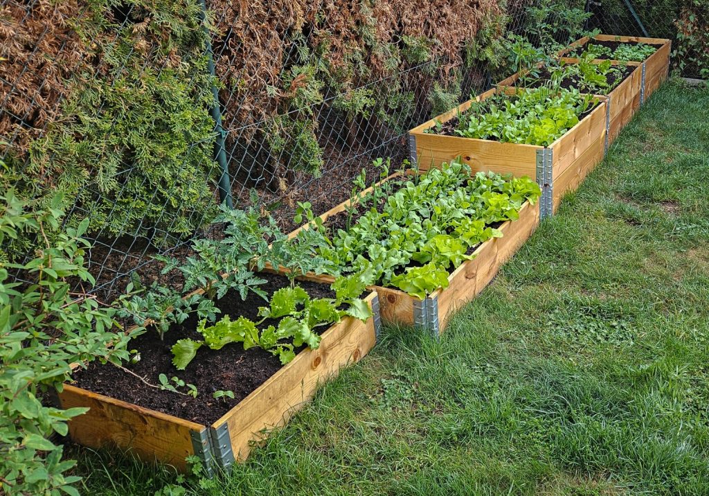 Raised garden bed with fresh organic food. Growing tomatoes, lettuce, cucumber, vegetables and herbs in raised beds. Plants growing in a backyard raised garden box. Urban garden.