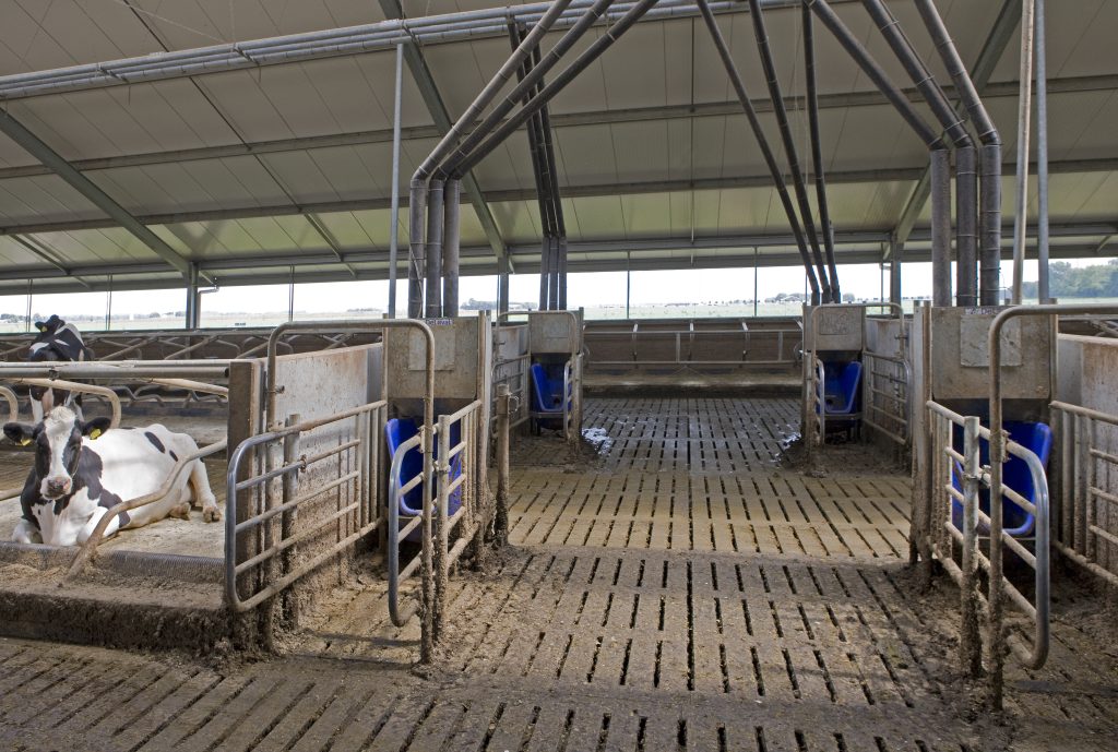 Dairy cattle breeding in the Netherlands. Cows in modern Dutch stable. Resting and ruminating cow.